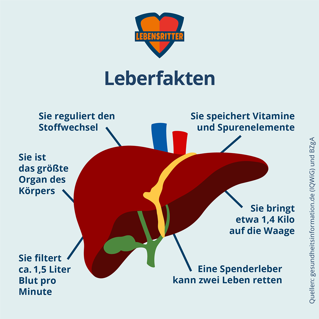 Leberfakten lebensritter